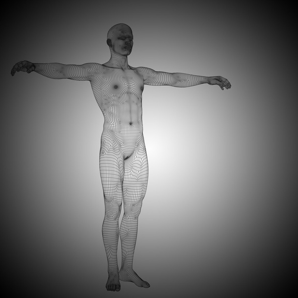  Wireframe mannelijke anatomie  - Foto, afbeelding