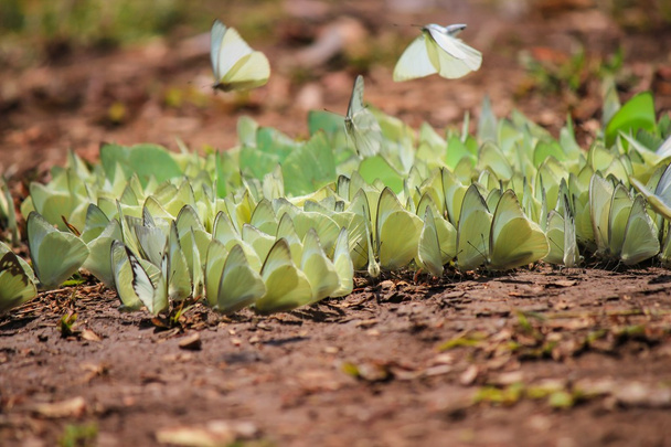 manada de mariposas para comer
 - Foto, Imagen