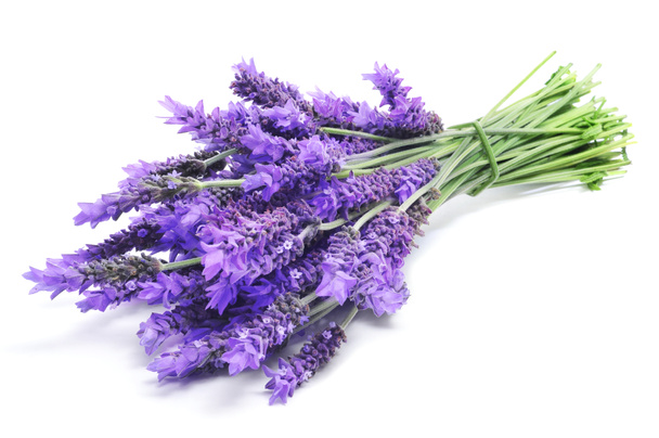 Lavendel - Foto, Bild