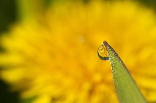 waterdruppel op een sprietje gras en reflectie in het - Foto, afbeelding