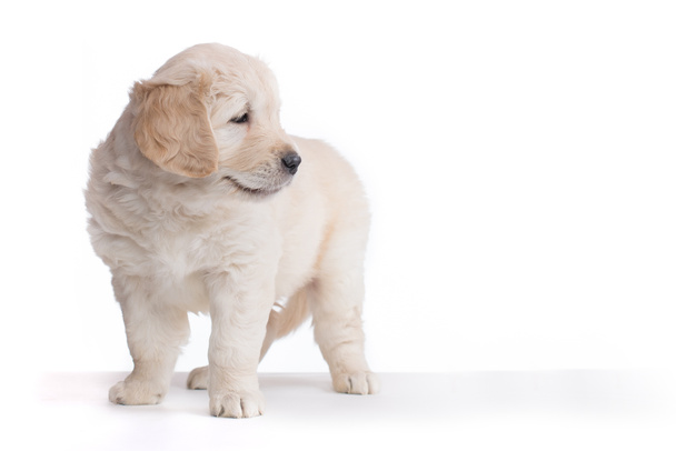 gouden retriever pups - Foto, afbeelding