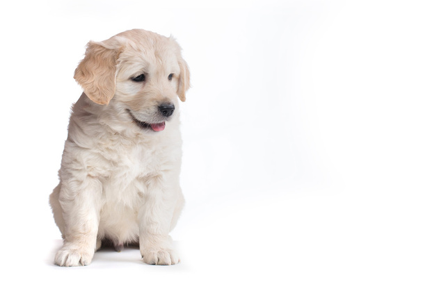 Golden Retriever Puppies - Фото, изображение
