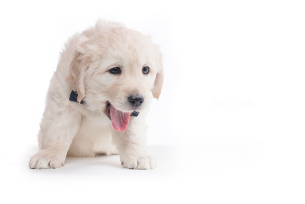 Golden Retriever Puppies - Foto, afbeelding