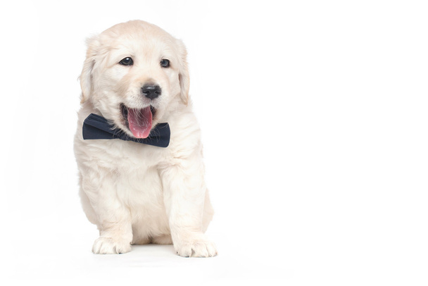 Golden Retriever Puppies - Foto, immagini