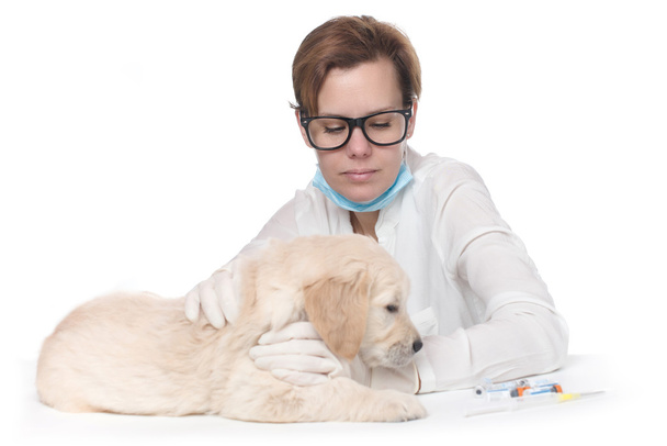 Золотистый ретривер щенок на ветеринарной экспертизе
 - Фото, изображение