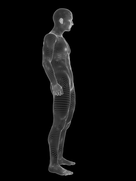 male anatomy made of white wireframe - Photo, Image