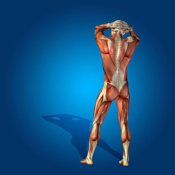  stong corpo humano com músculos
 - Foto, Imagem