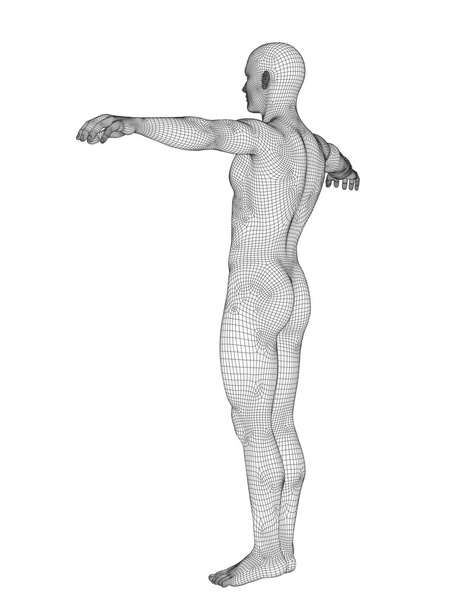 Anatomia masculina feita de wireframe branco
  - Foto, Imagem