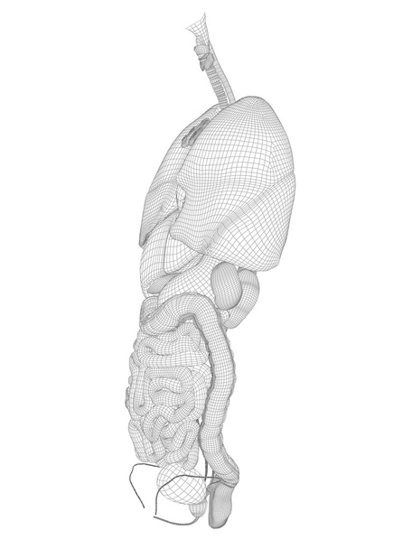 Sistema digestivo wireframe
  - Foto, Imagem