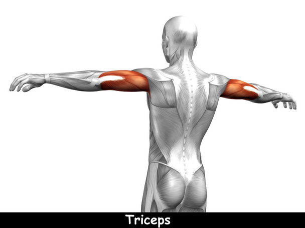  Triceps menselijke anatomie  - Foto, afbeelding
