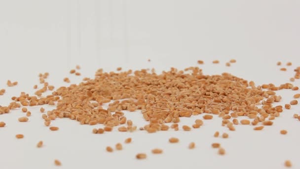 The grain of wheat . White background - Footage, Video