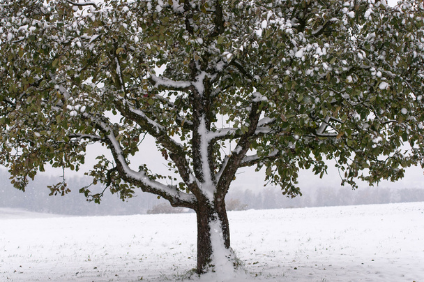 Maçã-árvore no inverno
 - Foto, Imagem