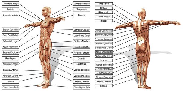 anatomía del hombre con texto
 - Vector, imagen