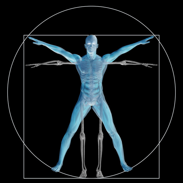 Corpo humano vitruviano
  - Foto, Imagem
