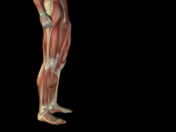 Κάτω μέρος του σώματος με τους μυς - Φωτογραφία, εικόνα