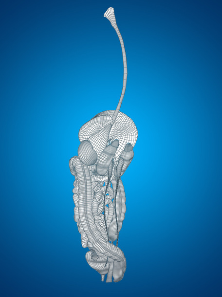 Sistema digestivo de malha
  - Foto, Imagem