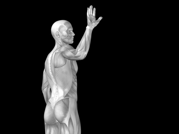 anatomie du haut du corps avec muscles
 - Photo, image