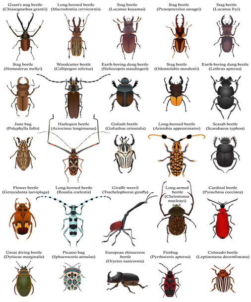 Collection of different species of beetles and bugs - Vector, Image