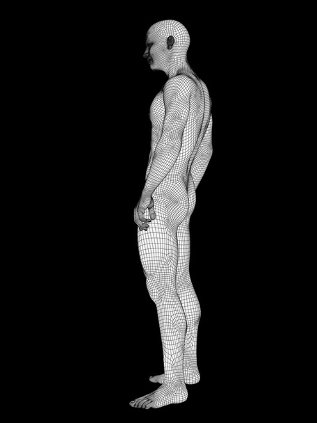 Valkoisesta langallisesta kehyksestä tehty miesanatomia
  - Valokuva, kuva