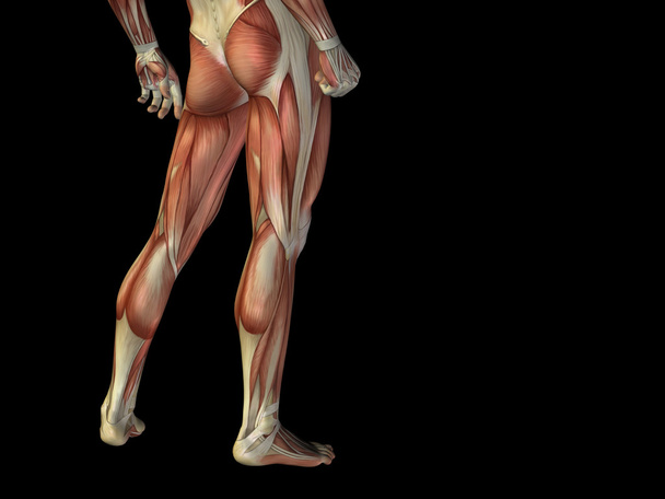Κάτω μέρος του σώματος με τους μυς - Φωτογραφία, εικόνα