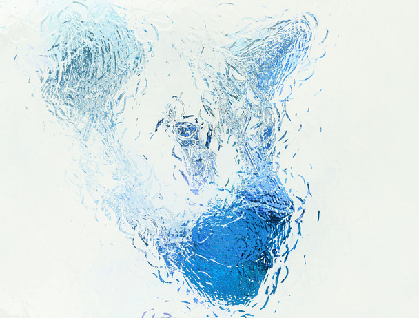 Lion and glass effect, blue color, white background. - Fotoğraf, Görsel