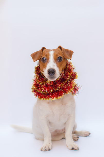 Hund Jack Russell Terrier - Foto, Bild