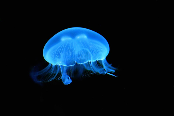 Podświetlany niebieski jellyfish - Zdjęcie, obraz