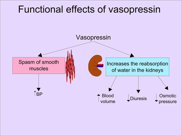 Efectos de la vasopresina
 - Vector, imagen