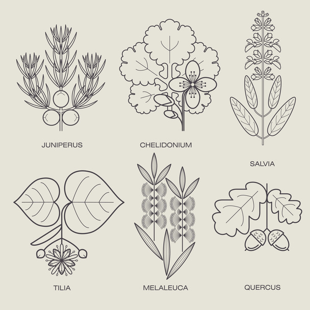 Set of medical plants. - Vector, imagen