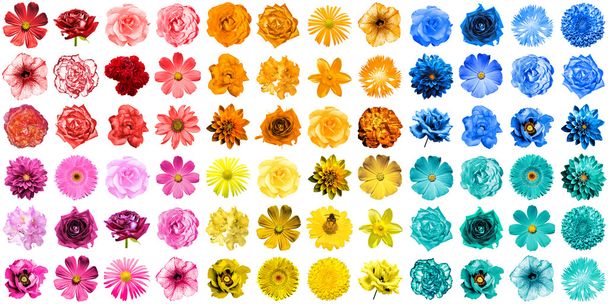 Mega pack 1 72 doğal ve üzerinde beyaz izole gerçeküstü mavi, sarı, kırmızı, turuncu, turkuaz ve pembe çiçek - Fotoğraf, Görsel