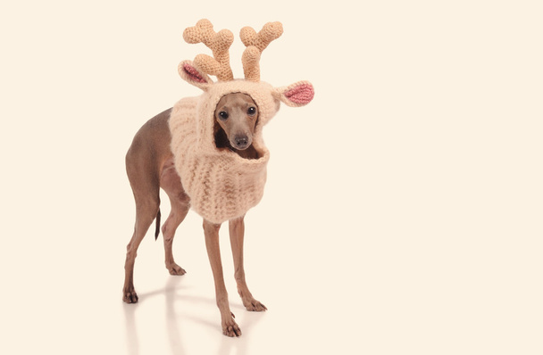 funny dog in the deer  hat - Fotó, kép