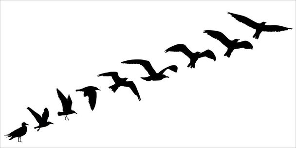 Vogel silhouet vlieg uit concept. Vectorillustratie - Vector, afbeelding