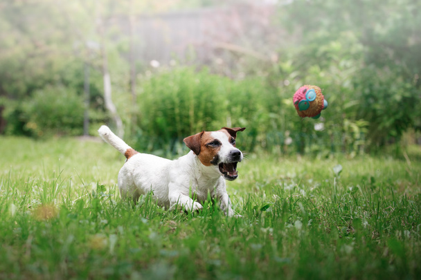 Raza de perros Jack Russell Terrier pasea por la naturaleza
 - Foto, imagen
