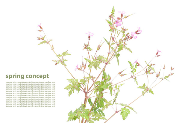 Emerging spring flora design element - Φωτογραφία, εικόνα