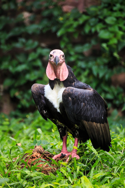 Black vulture red head standing - 写真・画像