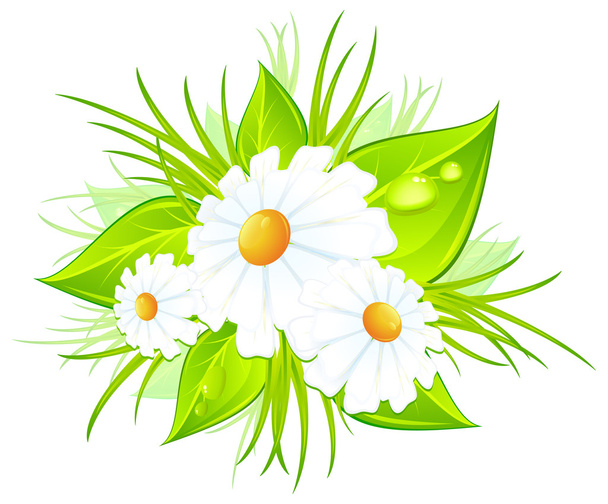 Bouquet of daisies - Вектор, зображення