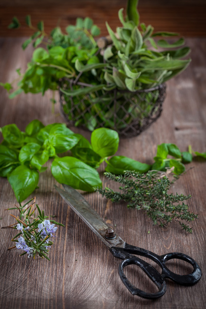 Herbs with vintage garden scissors  - Photo, Image