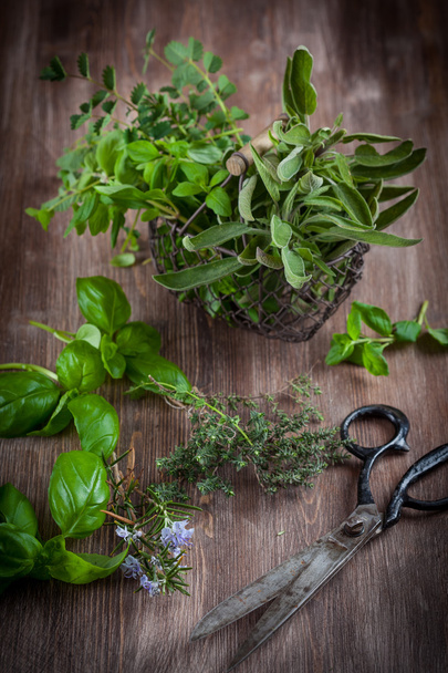 Herbs with vintage garden scissors  - Foto, immagini