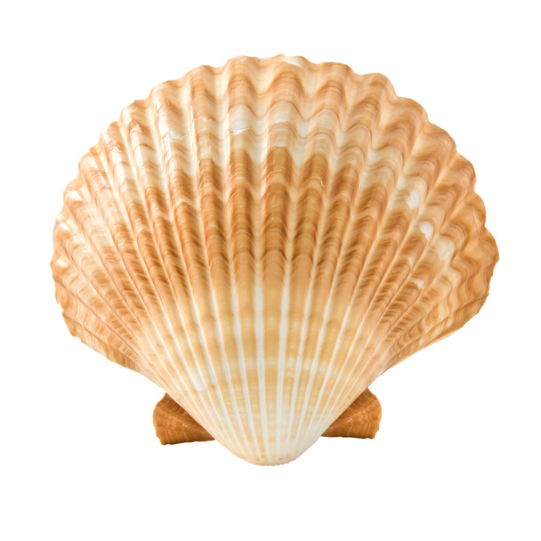 Seashell - Photo, Image
