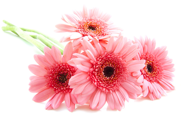 Gerberas rosadas
 - Foto, imagen