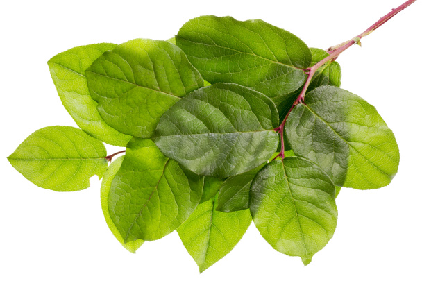 Concept de feuilles vertes
 - Photo, image