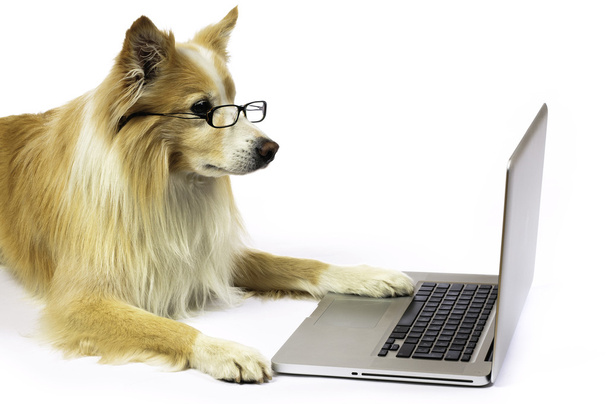 Dog working on a laptop - Фото, изображение