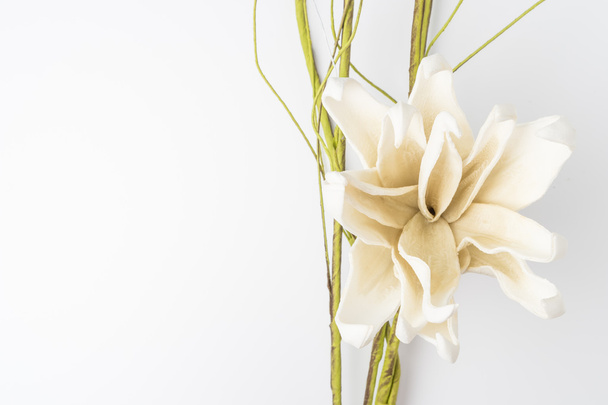 White gardenia blossom  - 写真・画像