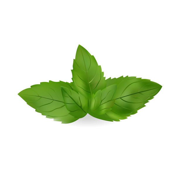 Illustrazione del vettore delle foglie di menta. Icona realistica isolata su sfondo bianco
 - Vettoriali, immagini