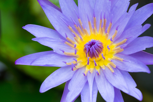 Квітка лотоса і квіти лотоса
 - Фото, зображення