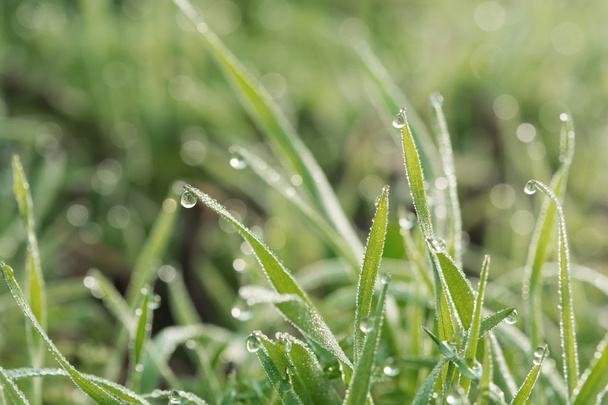 grama fresca da mola coberta com orvalho da manhã
 - Foto, Imagem