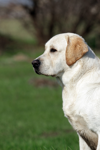 ein gelber Labrador im Park. Profil - Foto, Bild