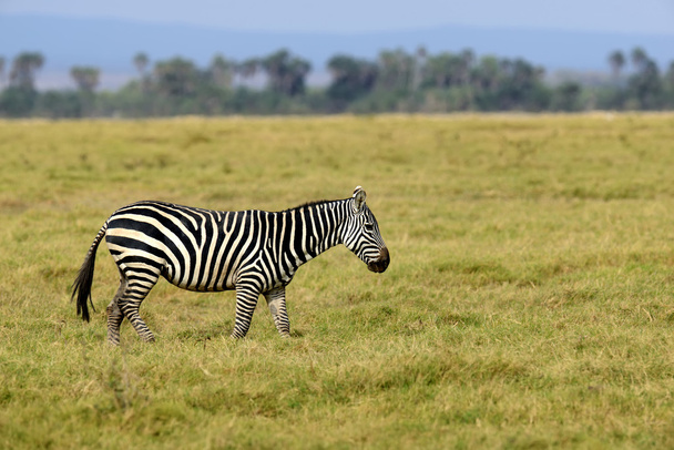 Зебра на Пасовище в Африці - Фото, зображення