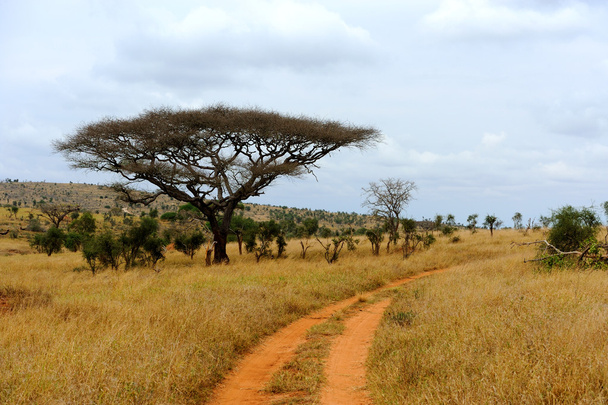 Krajina se stromem v Africe - Fotografie, Obrázek