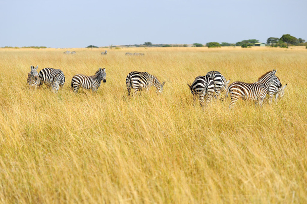 Seepra on Grassland Afrikassa
 - Valokuva, kuva
